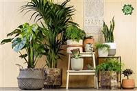 Cây cảnh phong thủy bàn làm việc mang may mắn