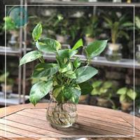 Có Thể Bạn Chưa Biết 99 Loại Cây Cảnh Phong Thủy Trong Phòng Khách Này
