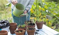 Tổng Hợp Các Loại Cây Cảnh Để Trong Nhà Hợp Phong Thủy Và Hút Tài Lộc