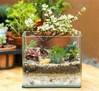 Mẹo hút tài lộc bằng cây phong thủy