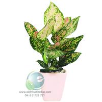 Cây vạn lộc hợp tuổi nào?