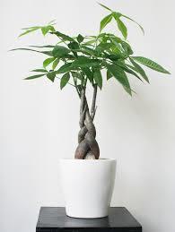 Cây may mắn trong Phong Thủy: Cây Kim ngân