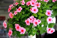 Kỹ thuật chăm sóc hoa Dừa cạn