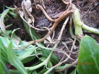 Phòng chống bệnh úa thân ở cây dừa cạn rủ và dạ yến thảo