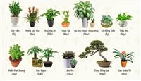 Cây phong thủy để bàn làm việc cho 12 con giáp