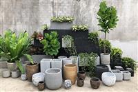 Mách bạn các loại cây cảnh tốt cho văn phòng đẹp nhất hiện nay
