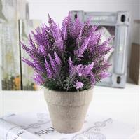 Những loại cây cảnh trong nhà tốt cho sức khỏe dễ trồng