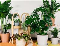 Mách bạn cách chọn cây để trong phòng làm việc phù hợp, xinh xắn nhất