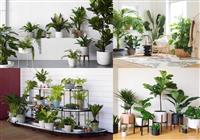 Top các loại cây trang trí văn phòng đẹp dân văn phòng không nên bỏ lỡ