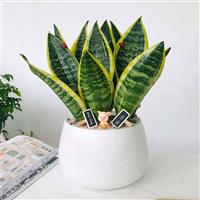 Lợi ích và top cây xanh để bàn văn phòng phù hợp