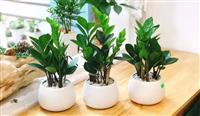 Mách bạn các loại cây xanh trồng trong văn phòng xinh xắn nhất