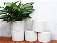 Những mẫu chậu cây cảnh mini trong nhà có lẽ bạn sẽ thích