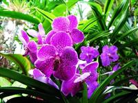 Chọn cây trồng phù hợp với vận mệnh gia chủ