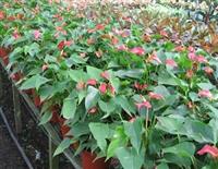 Tác dụng không ngờ của cây hồng môn