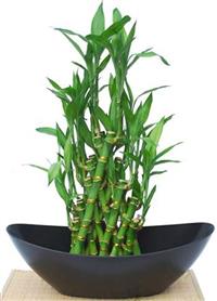 5 loại cây nên trồng để đón tài lộc