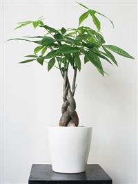 7 loại cây cảnh nội thất phù hợp với các quý ông