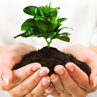 Cách cải tạo đất trồng hoa
