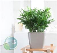Cây cau tiểu trâm hợp với mệnh nào