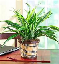 Loại cây xanh nên trồng để làm sạch không khí 