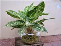 Những cây để bàn thích hợp cho văn phòng hiện đại