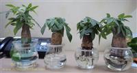 Tác dụng của cây kim ngân 