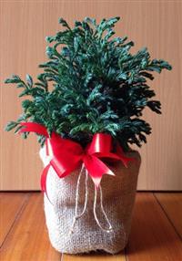 Cây thông mini đắt khách mùa noel