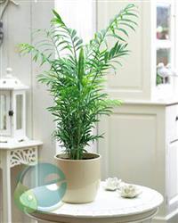Vị trí đặt cây cau tiêu trâm đúng phong thủy