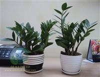 Những vị trí phù hợp để đặt chậu cây kim tiền trong văn phòng 