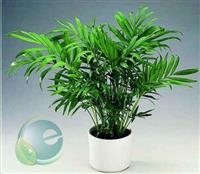 Công dụng của cây cau tiểu trâm