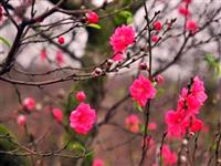 Ý nghĩa và sự tích của hoa Đào ngày Tết