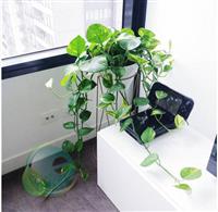 Ý nghĩa phong thủy cây vạn niên thanh 