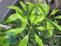 Một số bài thuốc từ cây ngũ gia bì