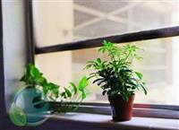 Cách chọn cây ngũ gia bì