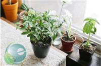 Ngũ gia bì hợp với mệnh nào