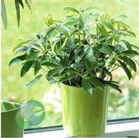 Tác dụng của cây ngũ gia bì 