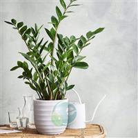 Cây phong thủy cho người mệnh Kim