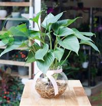 Cây phong thuỷ cho người mệnh Mộc