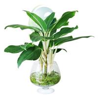 Chăm sóc cây thủy sinh đúng cách