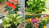 Cây Để Bàn Làm Việc Hợp Phong Thủy Tăng Cường Tài Lộc Và Sự Thành Công