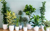 Cây Cảnh Để Bàn Hợp Phong Thuỷ: Tăng Năng Lượng Tích Cực