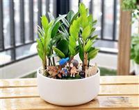 TOP cây cảnh để bàn làm việc theo phong thủy mang lại may mắn, tài lộc