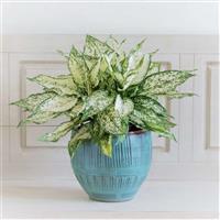 TOP cây cảnh để bàn phòng khách đẹp, mang nhiều tài lộc cho gia chủ