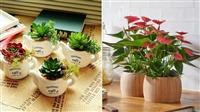 Cây Cảnh Để Bàn Phong Thủy Mang Đến Sự Thịnh Vượng Và May Mắn