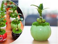 Top 5 Cây Cảnh Để Bàn Uống Nước Mang Ý Nghĩa Phong Thủy