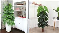 Cây Cảnh Để Trong Nhà Hợp Phong Thủy Tạo Không Gian Sống Cân Bằng