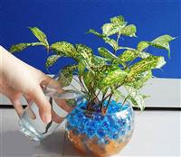 Sự Phổ Biến Của Cây Cảnh Thuỷ Canh Trong Nhà 
