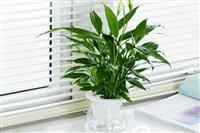 TOP các loại cây cảnh thủy canh trong nhà đẹp, mang lại sự trong lành