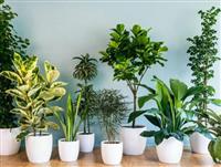 Sắc Xanh Nhỏ Bé: Cây Cảnh Trong Nhà Giá Rẻ Làm Tươi Mới Không Gian