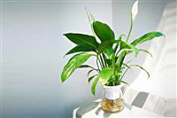 TOP các cây trồng trong nước để bàn làm việc đẹp, mang lại may mắn