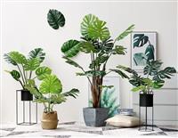 Cây Cảnh Nội Thất Phòng Khách Tạo Không Gian Sống Thông Thoáng 
